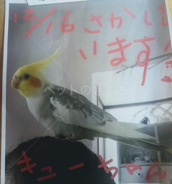 迷子鳥の画像