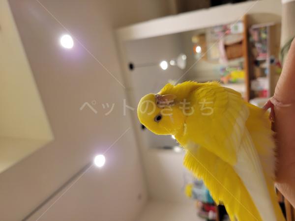 迷子鳥の画像
