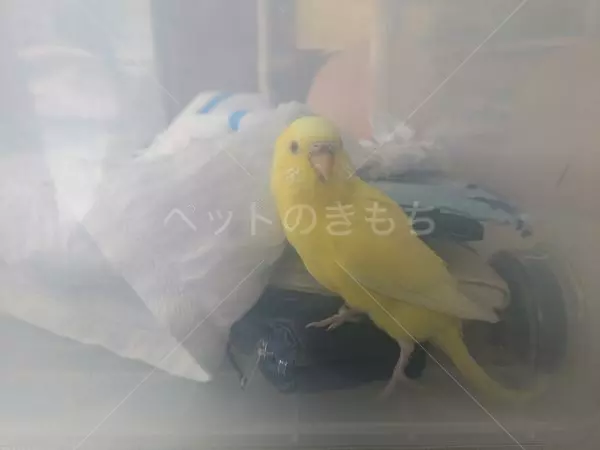 保護鳥の画像