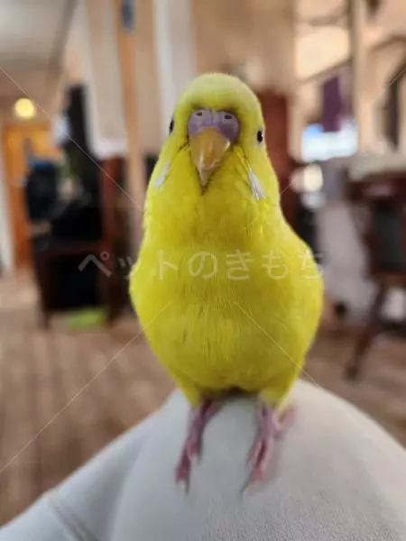 迷子鳥の画像