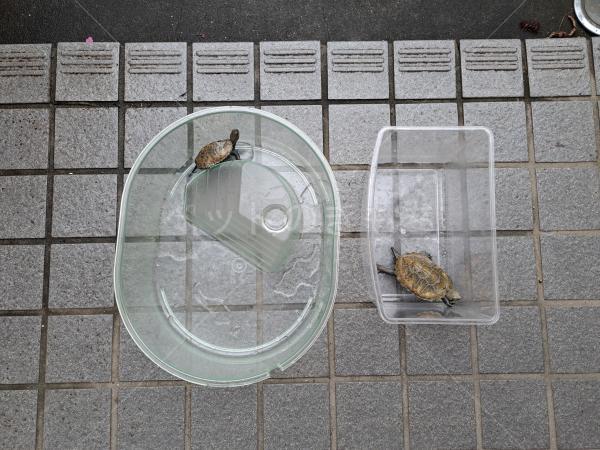 迷子ペットの画像