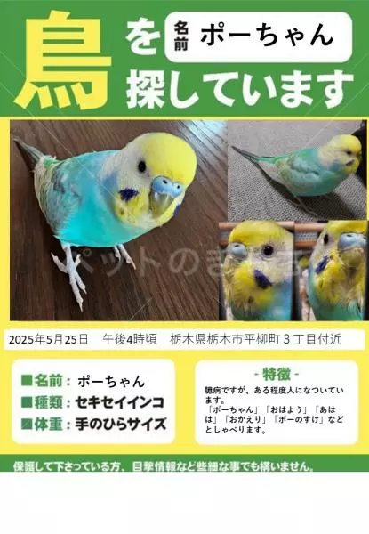 迷子鳥の画像