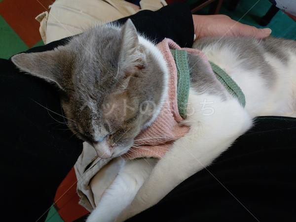 迷子猫の画像