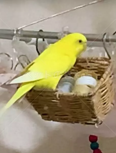 迷子鳥の画像