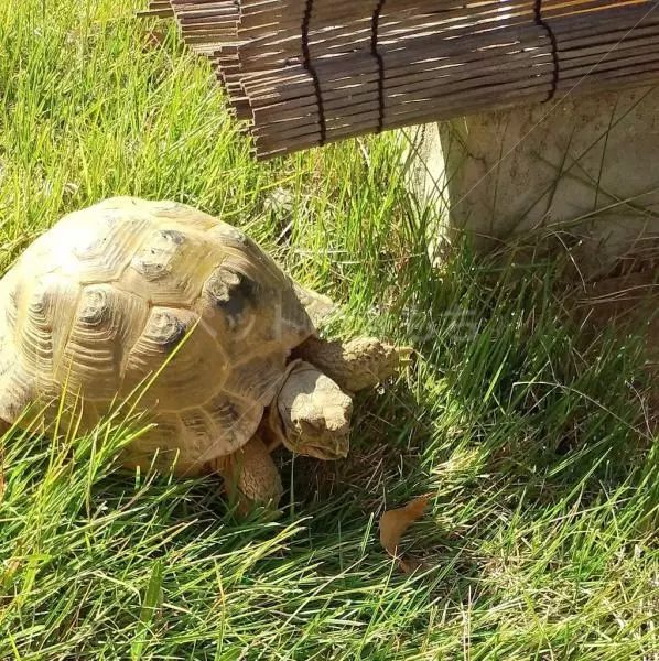 迷子ペットの画像