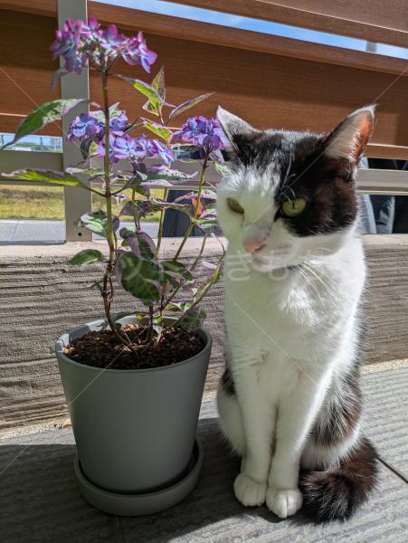 迷子猫の画像