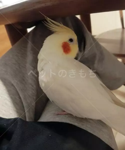 迷子鳥の画像