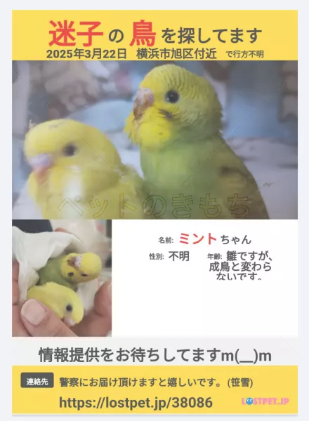 迷子鳥の画像