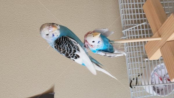 迷子鳥の画像