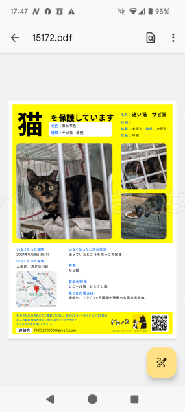 保護猫の画像