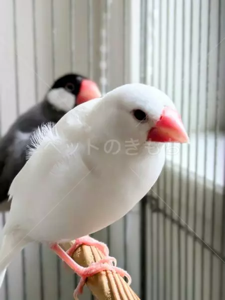 迷子鳥の画像