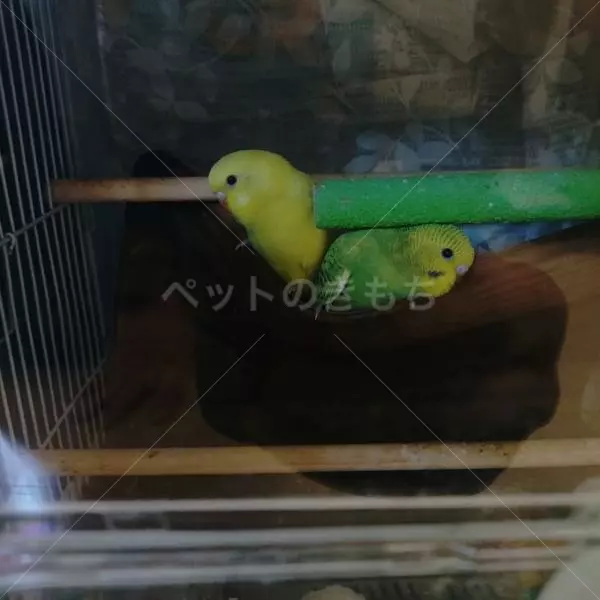 コメントの画像