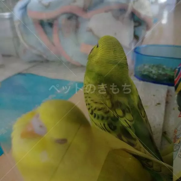 コメントの画像