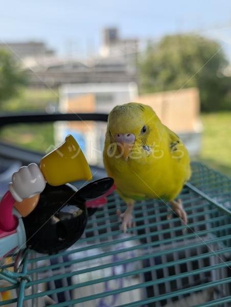迷子鳥の画像