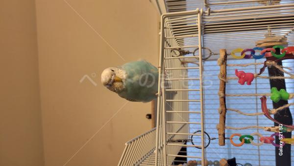 迷子鳥の画像