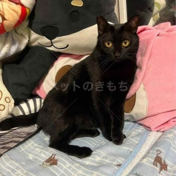 迷子猫の画像