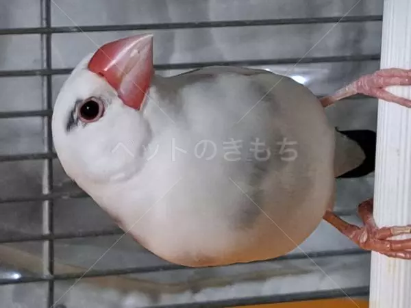 迷子鳥の画像