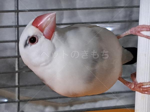 迷子鳥の画像