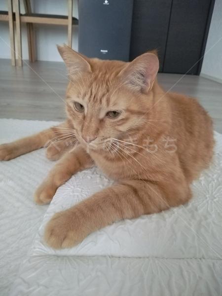 迷子猫の画像