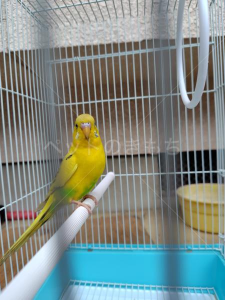 保護鳥の画像