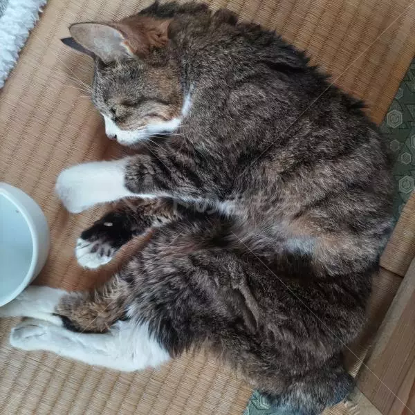 コメントの画像