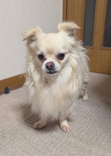 保護犬の画像
