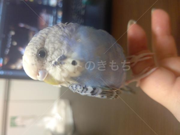 コメントの画像