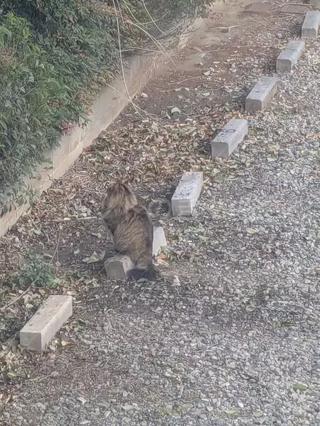 コメントの画像