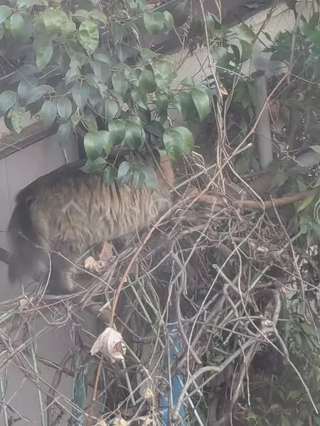 コメントの画像