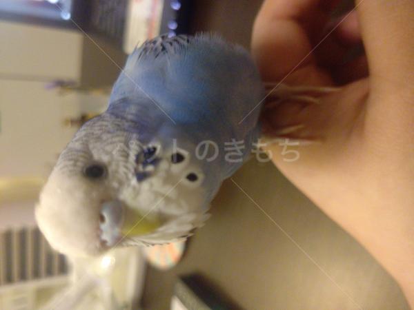 迷子鳥の画像