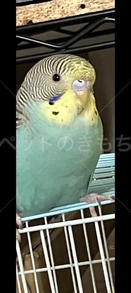 迷子鳥の画像