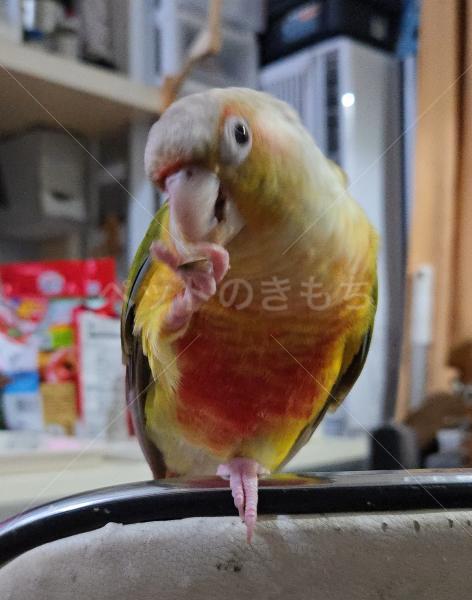 迷子鳥の画像