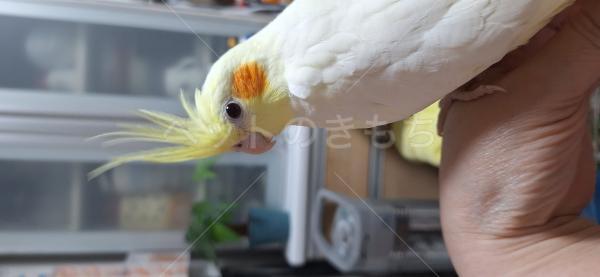 迷子鳥の画像