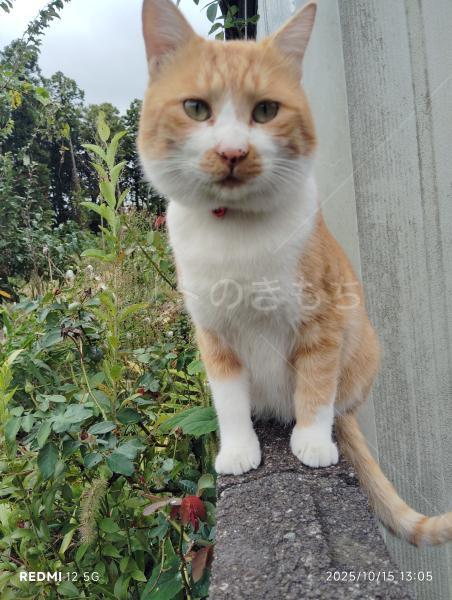 迷子猫の画像