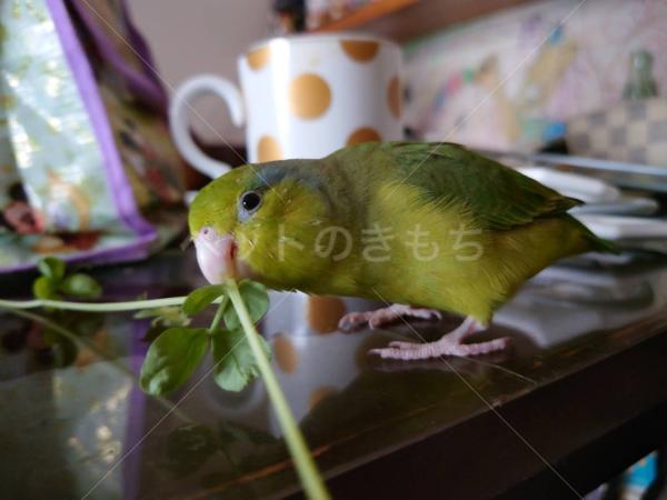 迷子鳥の画像