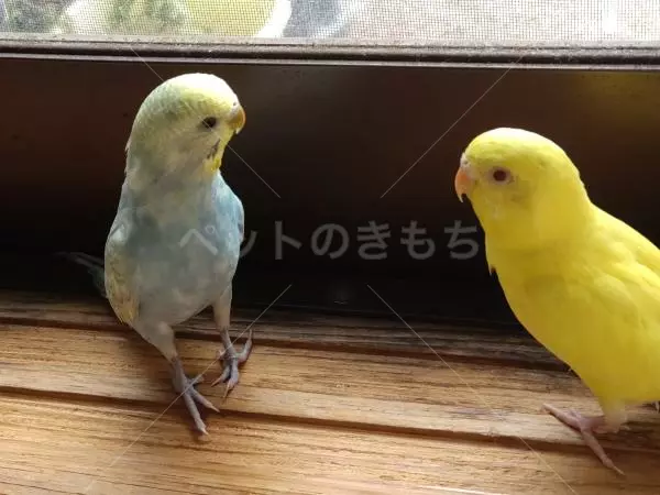 迷子鳥の画像