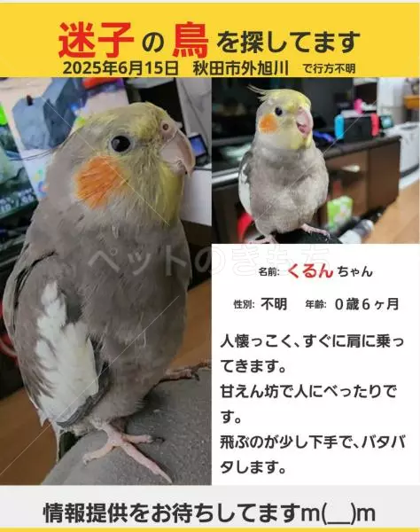 迷子鳥の画像