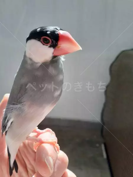 迷子鳥の画像