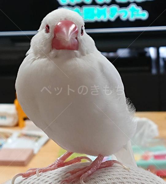 迷子鳥の画像