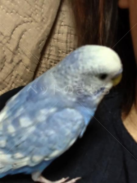 迷子鳥の画像
