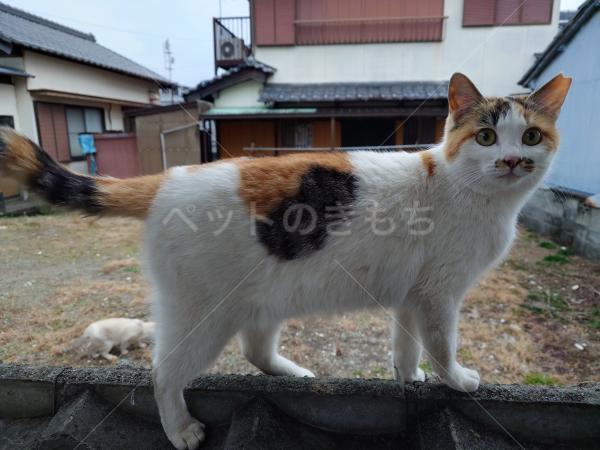 迷子猫の画像