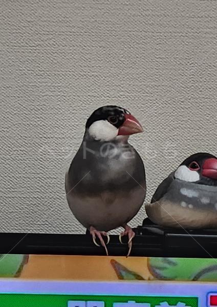 迷子鳥の画像