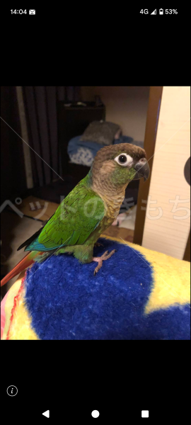 迷子鳥の画像
