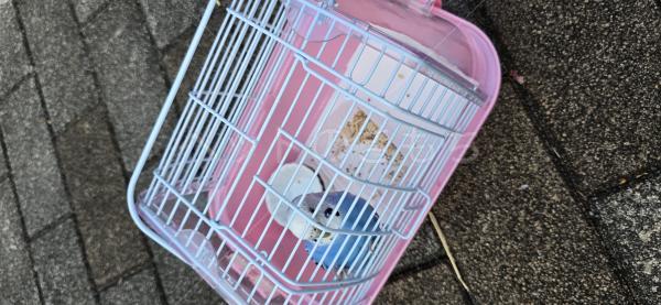 保護鳥の画像