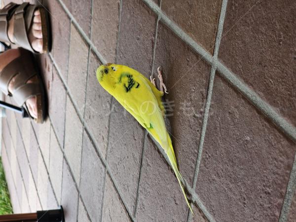 保護鳥の画像