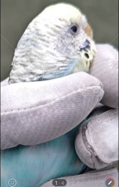 保護鳥の画像