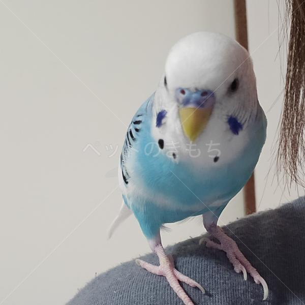 迷子鳥の画像