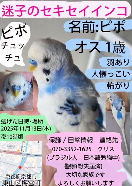 迷子鳥の画像