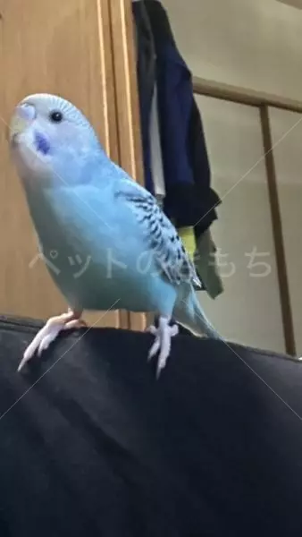迷子鳥の画像