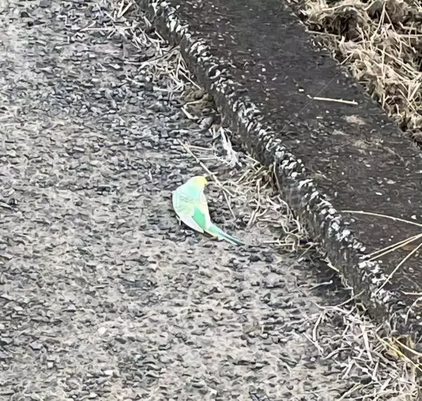 コメントの画像